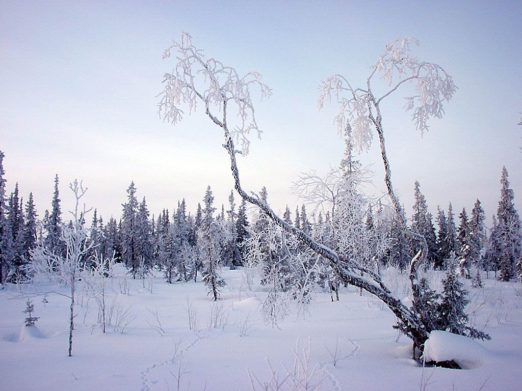 Парочка