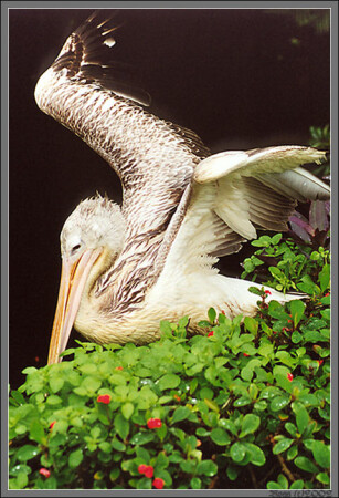 "Если бы я смог улететь......."