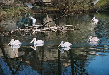 Балет Пеликанье болотце(не Чайковский)