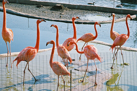 Зазеркалье без Алисы :-)