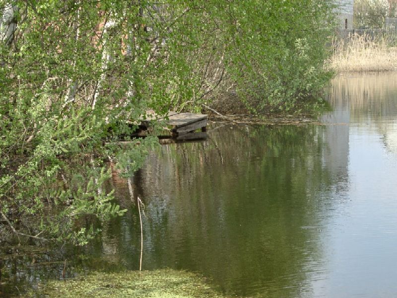 ПРИЧАЛ В КУСТАХ