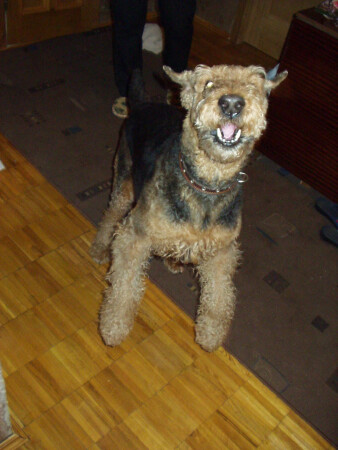 Портрет весёлой собаки