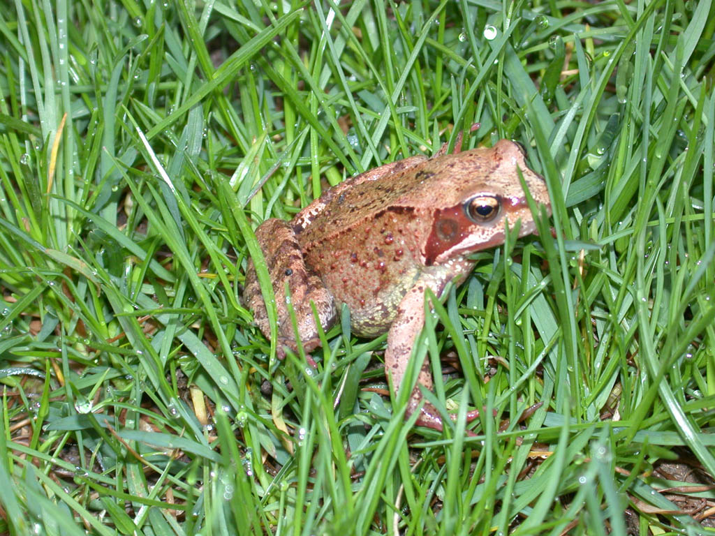 Grass frog