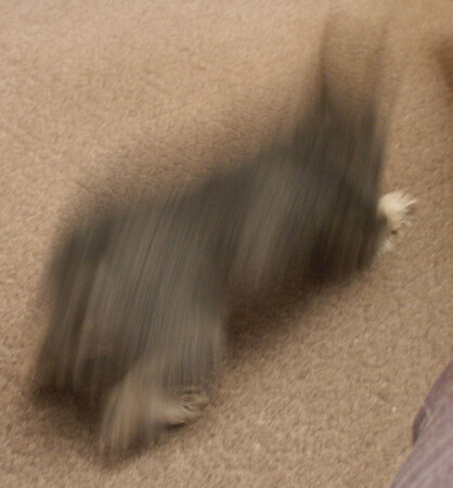 Приведение собаки