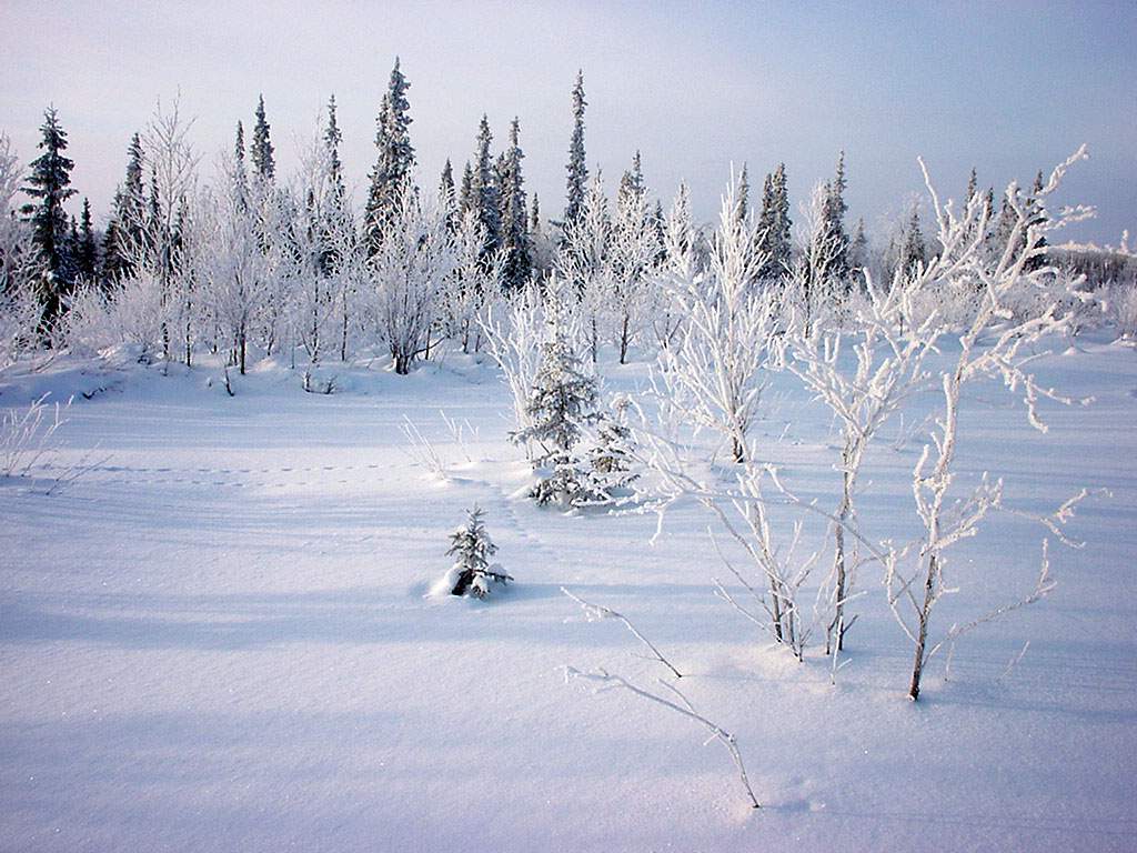 Мартовский лесок