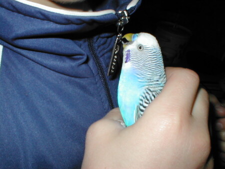 Мой любимый попугай