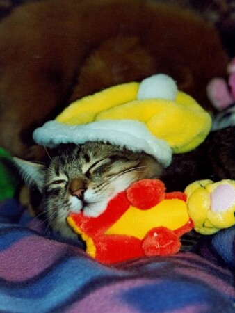 Сладкие сны