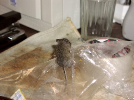 ... но ухо востро