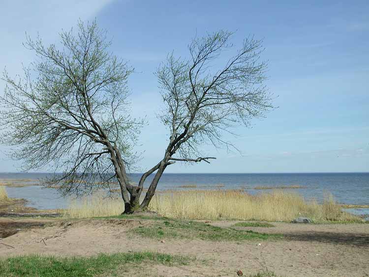 Ladoga (1)