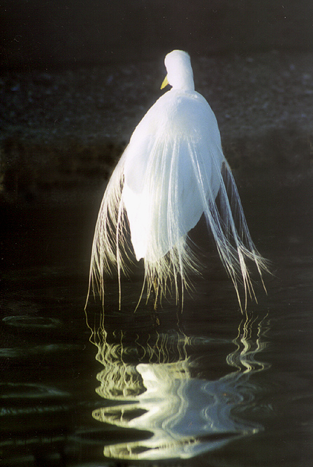 Great Egret!