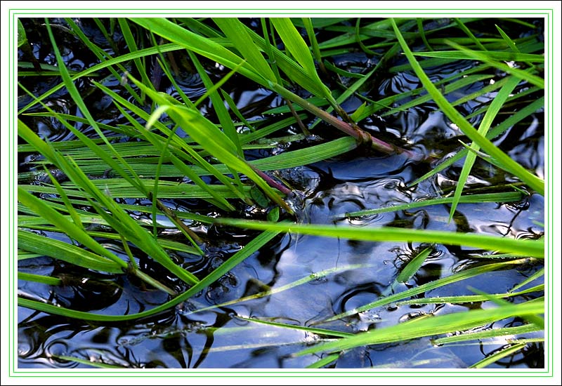Живая вода