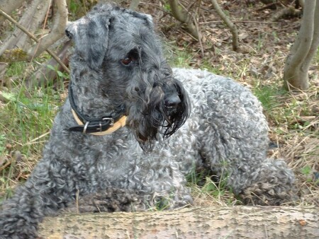 Опять Гриша