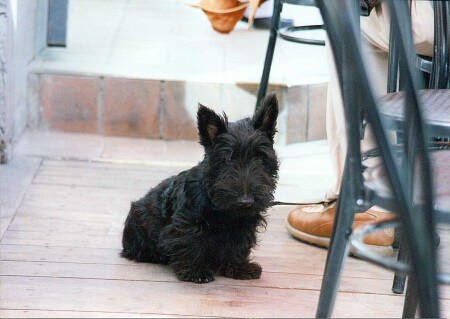 Не страшный, но ЗВЕРЬ