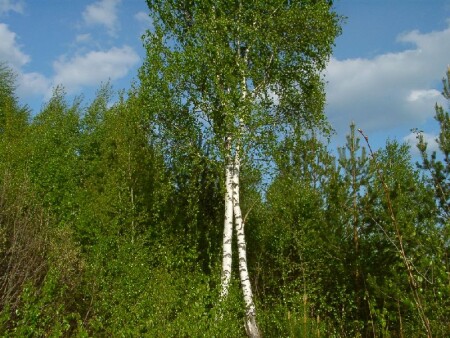 ЭТО ЛЮБОВЬ