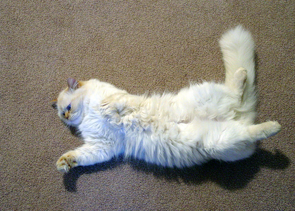 *Kissa*