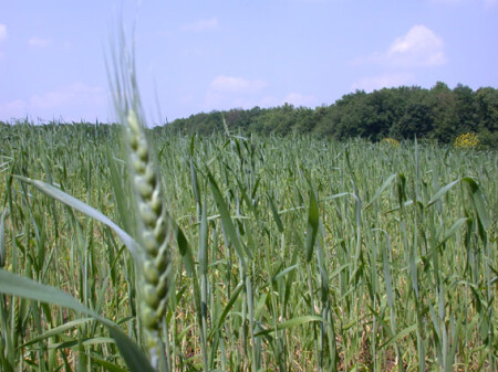 &quot;В поле&quot;