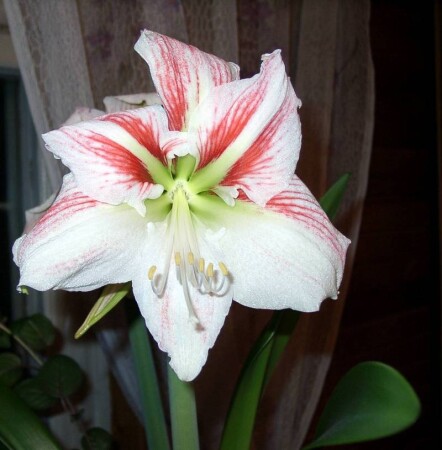 Гиппеаструм