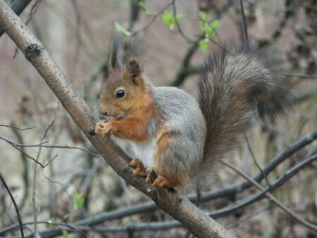 Не мешай, я кушаю