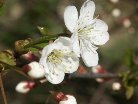 Это только цветочки...