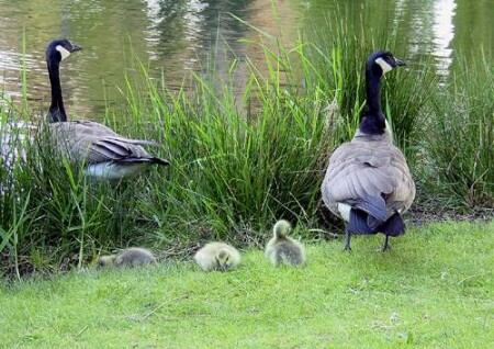 *Happy family*