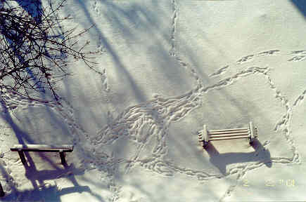 Следы