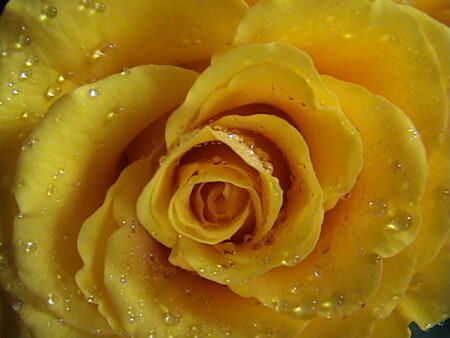 Роза(принцесса)