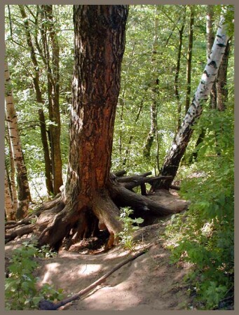 Жажда жизни.