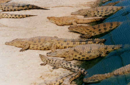Крокодилы