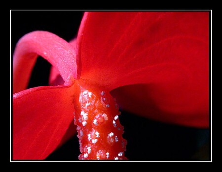 Makro