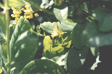 Life of Bee 1
