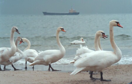Лебеди у моря