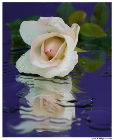 White Rose
