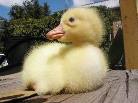 Совсем ещё маленький