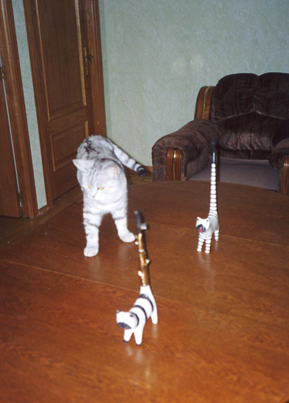 Кошки