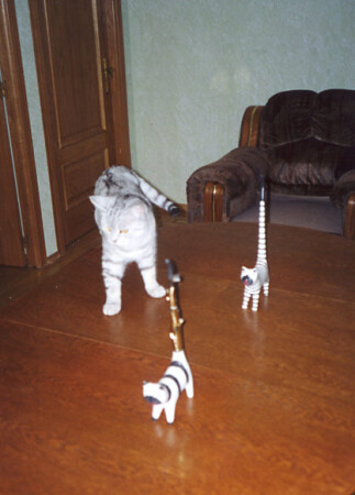 Кошки