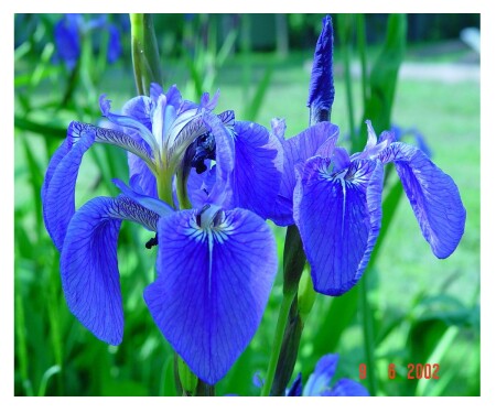 Дикие цветы