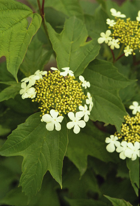 guelder rose