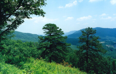 Verginia Hills