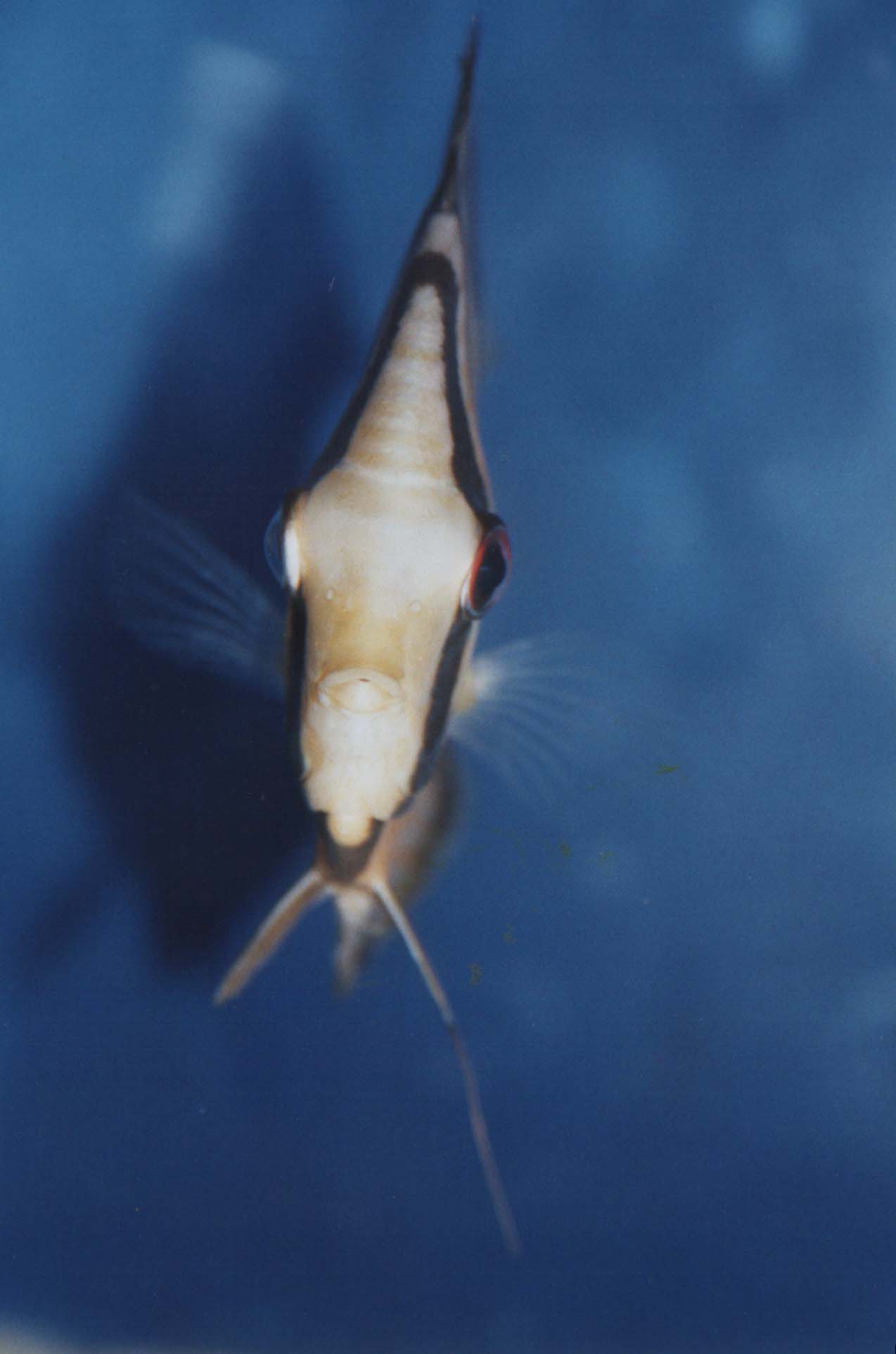 zadymchivost