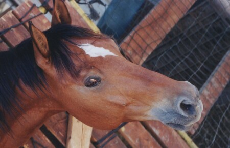 lubopitstvo-ne porok