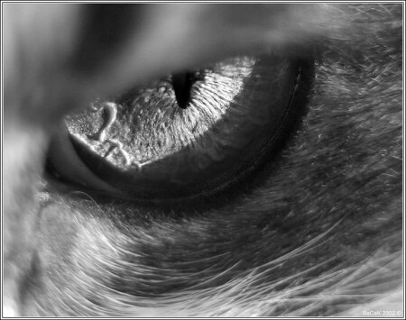 "Посмотри в глаза чудовищ"