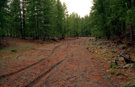 Лесная дорога