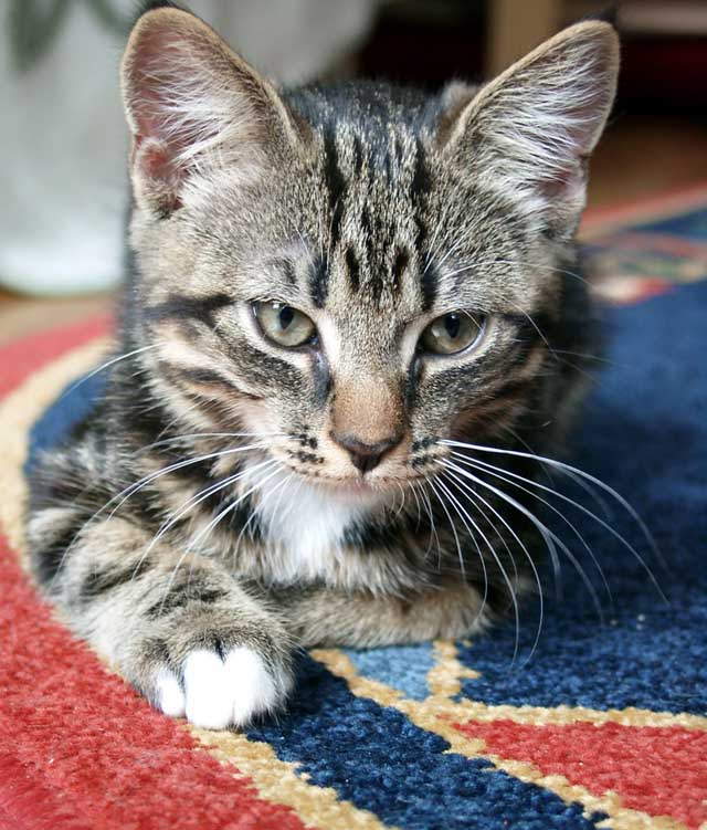 Кошачьи мысли
