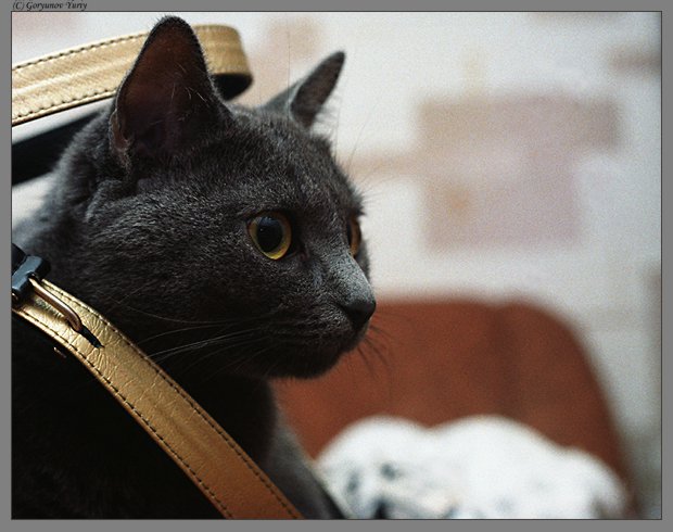 Кот и пес