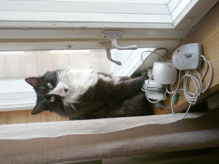 Вот, мышек наловил...