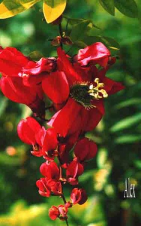 Терновый венец