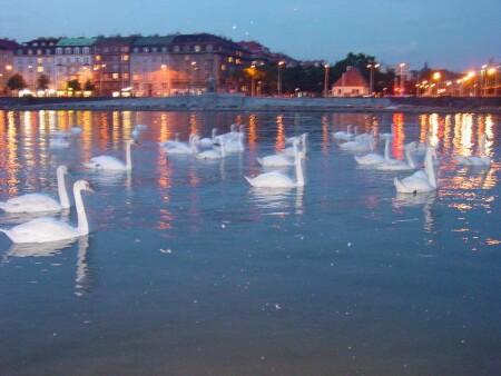 Плывушие лебеди