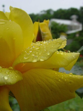 Желтая Роза