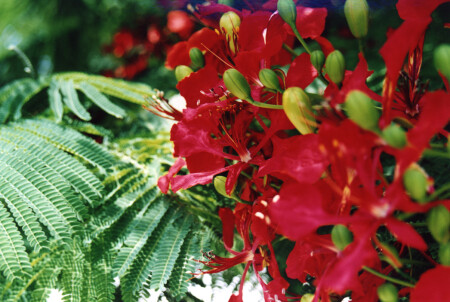 цветы Кипра