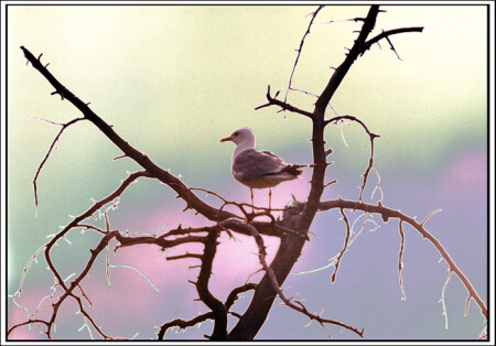 Джонотан Ливингстон